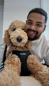 Why do doodles eat everything and how to stop them?