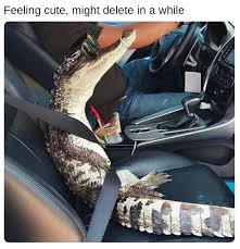 Don't try this at home! In A While Crocodile Feeling Cute Might Delete Later Know Your Meme