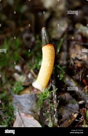 Image result for Mutinus caninus