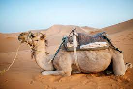 In particular, he made sure that the planned stops were tailored around what we wanted and. Morocco Meknes Tafilalet Midelt Merzouga Camel In The Desert Erg Chebbi Kijf000719 Kiko Jimenez Westend61