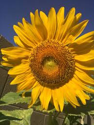 Maybe you would like to learn more about one of these? Pin By Philicia Pass On Sunflowers Sunflower Pictures Planting Flowers Trees To Plant