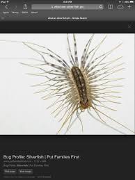 How To Get Rid Of Silverfish Centipede Bugs And Insects Get Rid Of Silverfish