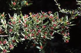 Image result for Phyllocladus