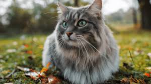 ‪The Secret Language of Cats | Animal Friends‬‏
