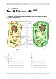 Orte und geschäfte die wörter auf diesem arbeitsblatt kommen aus der vokabelliste, aus den sektionen in. Cytologie Tier Und Pflanzenzelle Unterrichtsmaterial Im Fach Biologie Pflanzenzelle Biologie Biologie Unterrichten