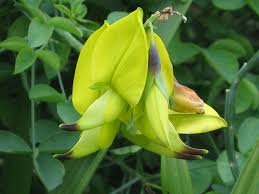 Image result for Crotalaria laburnifolia