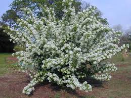 We did not find results for: Fringetree White Gardens Landscape Trees Kentucky Landscape