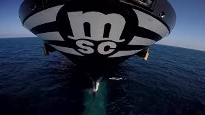 Keep it wild, traceable and sustainable. Msc Mediterranean Shipping Co Posts Facebook