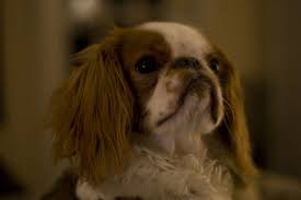Kingston The Dog English Toy Spaniel Spaniel Dogs