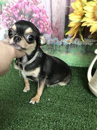 Merle chihuahua puppies for sale california. Home Debs Chihuahuas