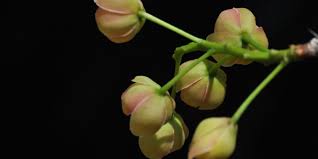 Image result for Ochna pulchra