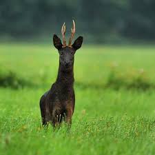 Deerhunter On Instagram Great Picture From Instachasse Of This Black Roe Buck Have You Got Any Black Roe Deer Where You Live Deerh In 2020 Rehbock Reh Waidwerk