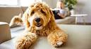 Gleneden : Virginia Labradoodles