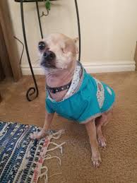 Includes noise, one shot, and sound effects sounds. Ive Been Hearing A Swishing Sound All Morning Finally Realized It S My Dog In His Rain Coat Aww