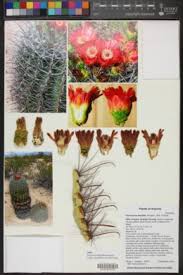 This week stephanie discusses the uses of and takes a bite out of the fish hook. Seinet Portal Network Ferocactus Wislizeni