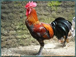  Pin Di Nama Binatang