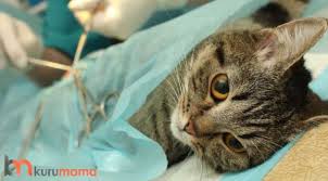 Disi Kedi Kisirlastirma Evcil Hayvan Blogu