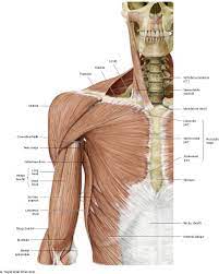 The shoulder joint is formed where the humerus (upper arm bone) fits into the scapula. Shoulder Arm Atlas Of Anatomy