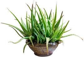 There are four factors you need to take into account. How Often Should I Water My Houseplants