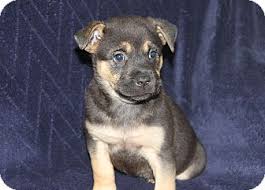 We did not find results for: Loxahatchee Fl German Shepherd Dog Meet Luna A Pet For Adoption