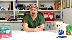 Kopeklerde Kanli Ishal Belirtileri Ve Tedavi Yontemleri Vetrium Cayyolu Veteriner Klinigi
