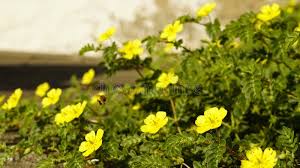 Image result for Tribulus zeyheri