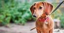 20 Amazing Short Haired Dog Breeds [Low Grooming Needs]