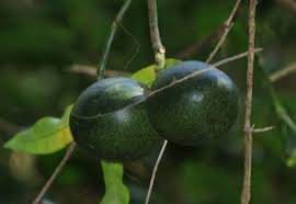 Image result for Tabernaemontana ventricosa