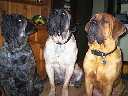 Mastiff Old English Mastiff Dog Breed Information And Images K9rl