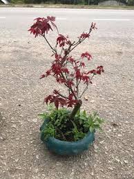 Tapi benarkah harga pokok bunga di nursery sungai buloh sangat murah ? Maple Bonsai Pembekal Benih Bunga Hiasan Herba Sayuran Facebook