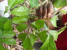 Image result for Paullinia pinnata