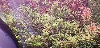 Image result for Rotala filiformis
