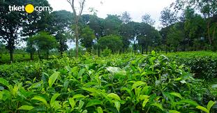 Kebun teh wonosari malang merupakan perkebunan yang sekaligus dijadikan sebagai objek wisata edukasi memetik dan mengolah teh. Kebun Teh Wonosari Lawang Sebuah Paket Keseruan Liburan Tiket Com