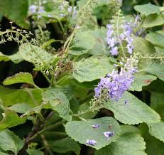 Image result for Plectranthus fruticosus