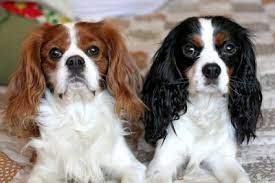 Cavalier King Charles Spaniel Health Problems | Feeding