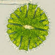 Image result for Micrargeria