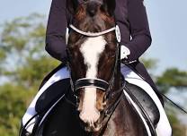 Dressage at DevonWood I