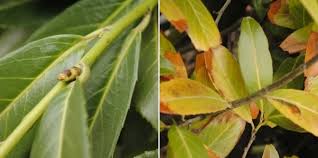 We did not find results for: Bruine Bladeren Door Vorst Greenfingers Online