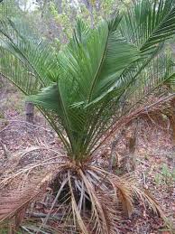 Image result for Macrozamia johnsonii