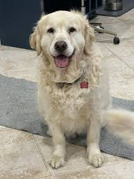 New addition to the family, Fenway