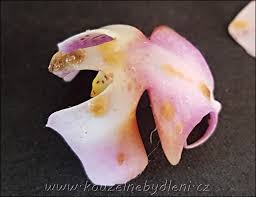 Image result for puklice na orchideích obrázek