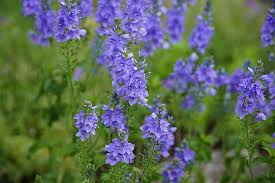 This is some of the flower beauties in may. Veronica Flowers Wildflowers Blue Plantaginaceae Summer May June Pikist
