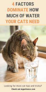 How Long Can A Cat Go Without Water And Food Cats Sick Cat Cat Illnesses
