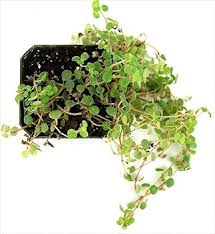 Image result for Pilea johnstonii