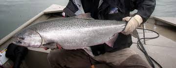See king salmon stock video clips. King Salmon Chinook Salmon Alaskan Fish Alaska Fly Fishing Goods