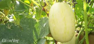 May 06, 2021 · select a planting site. How To Grow Squashes Vertically
