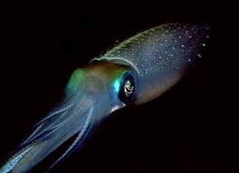 Pin By Mis Apuntes On Beautiful Creatures Sea Life Life Under The Sea Patterns In Nature