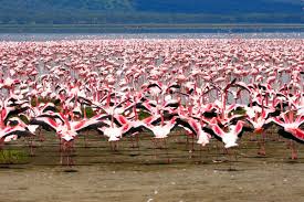 Tripadvisor has 10,793 reviews of naivasha hotels, attractions, and restaurants making it your best naivasha resource. Naivasha See Kenia Franks Travelbox