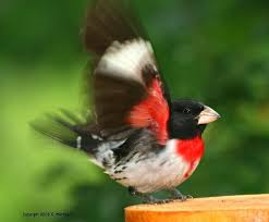 Birds Of Northern Michigan Red Breasted Grosbeak Animals Michigan Nature Beautiful Birds