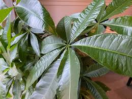 Money tree and feng shui. How To Grow A Money Tree Plant Gardening Channel